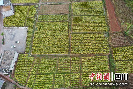 泸州适合种植农作物_泸州适合种植什么药材_泸州致富项目种植