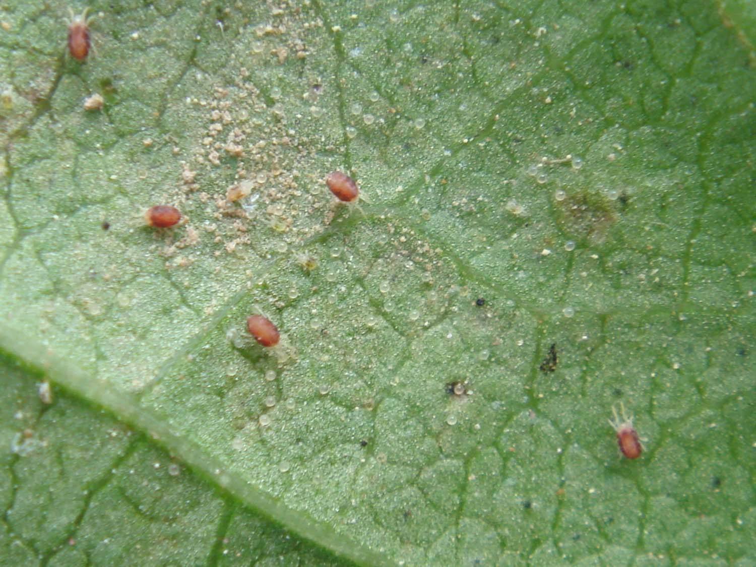 豆虫养殖视频教学_豆虫养殖技术视频直播_豆虫的养殖技术视频