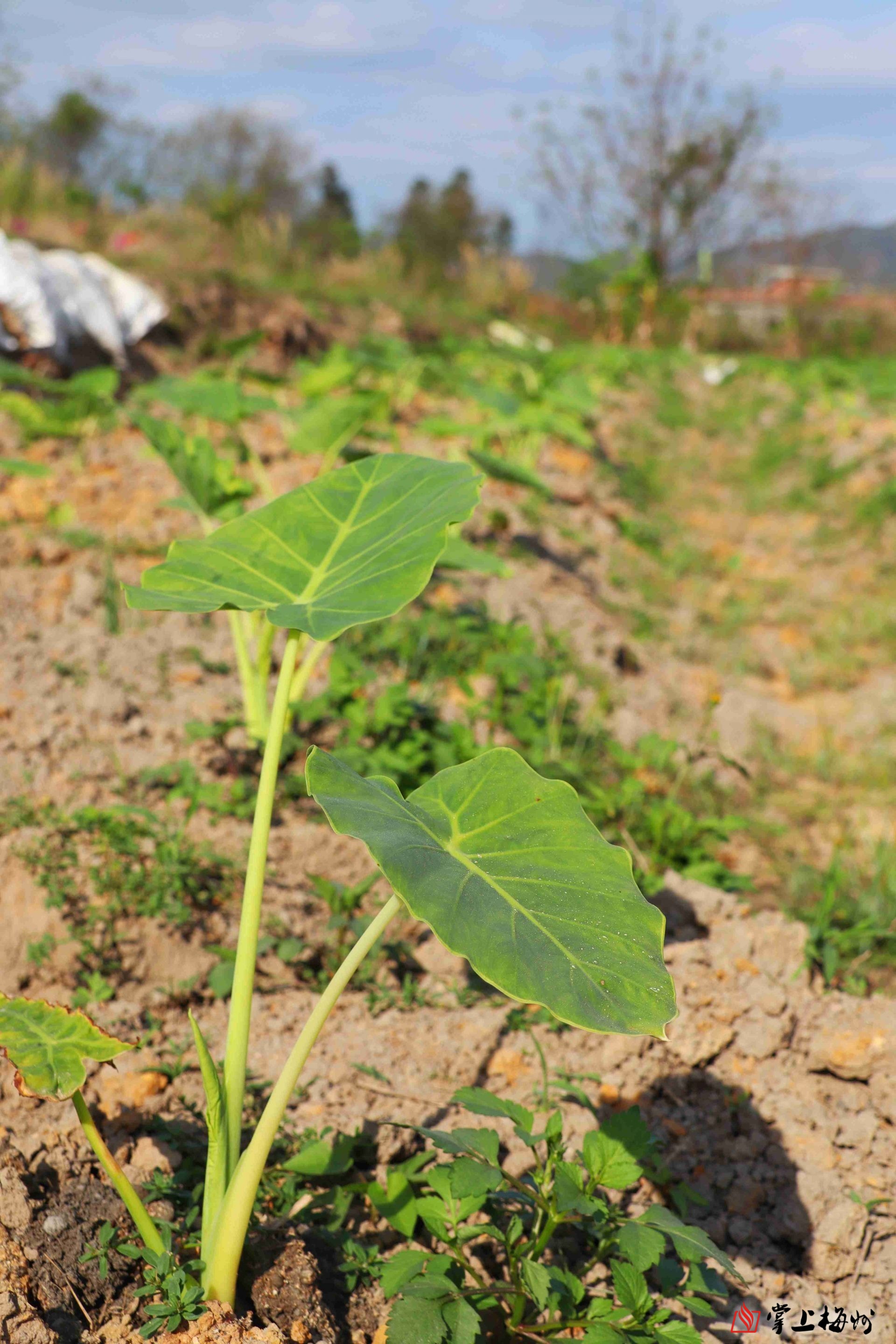 芋苗种植致富_芋儿种植_芋种植技术