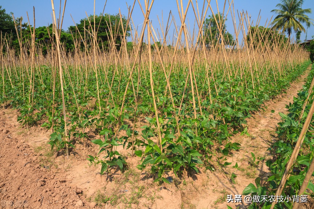 豆角种植法_豆角怎么种植技术_种植技术豆角技术要点