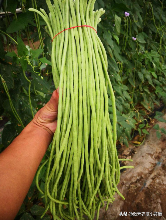 种植技术豆角技术要点_豆角种植法_豆角怎么种植技术