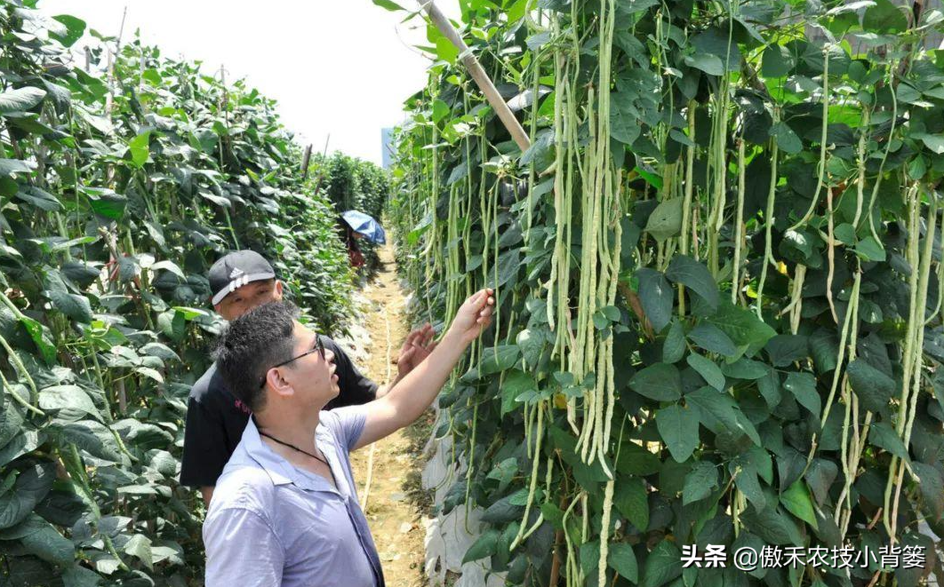 豆角种植法_豆角怎么种植技术_种植技术豆角技术要点