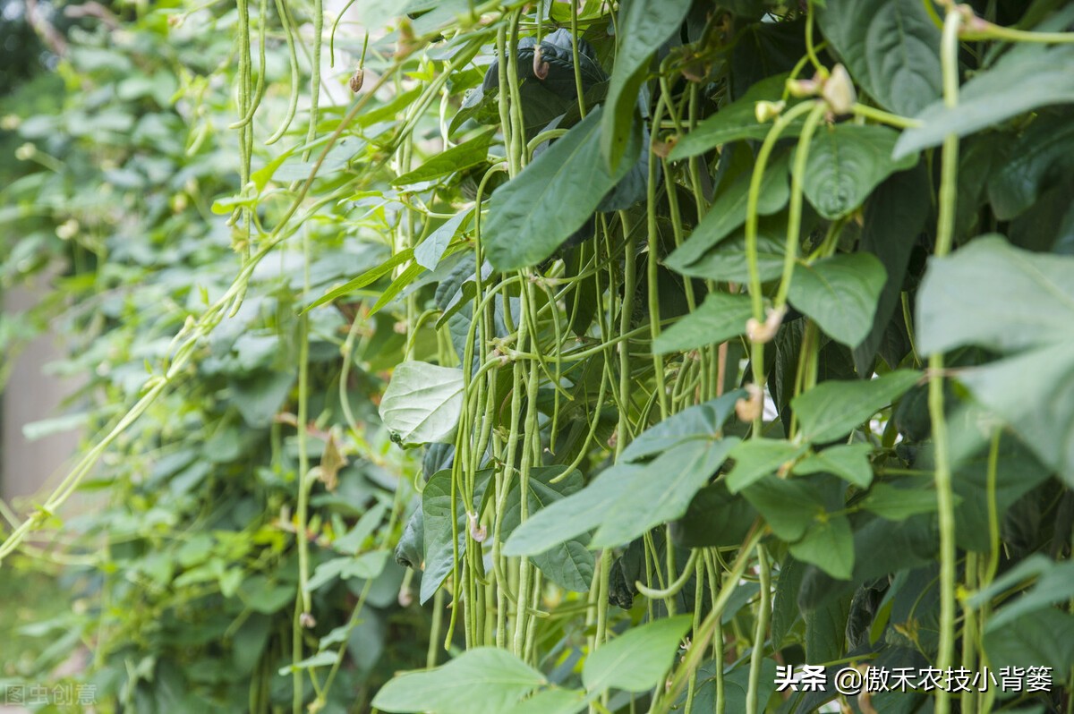 豆角怎么种植技术_豆角种植法_种植技术豆角技术要点