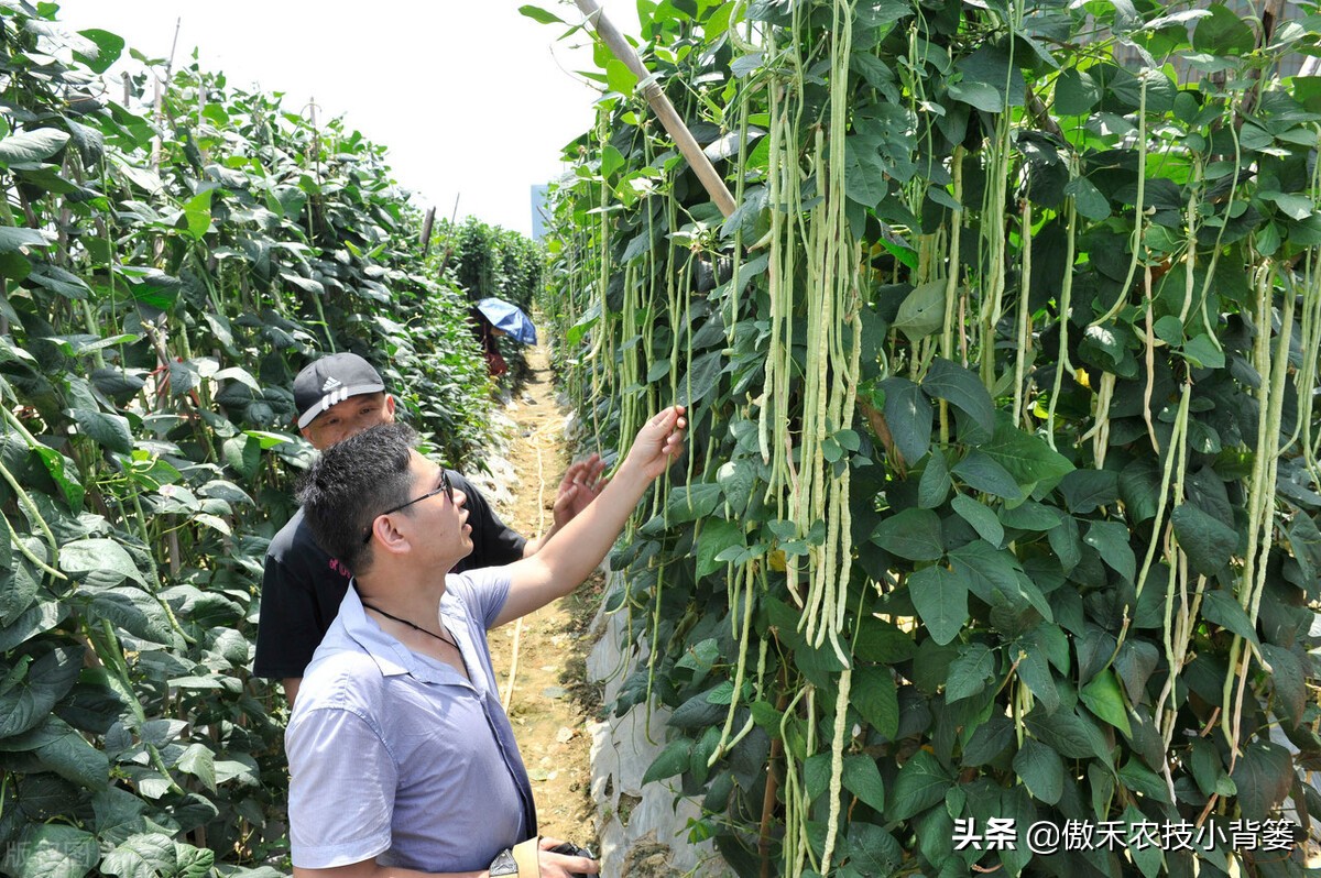 豆角种植法_豆角怎么种植技术_种植技术豆角技术要点