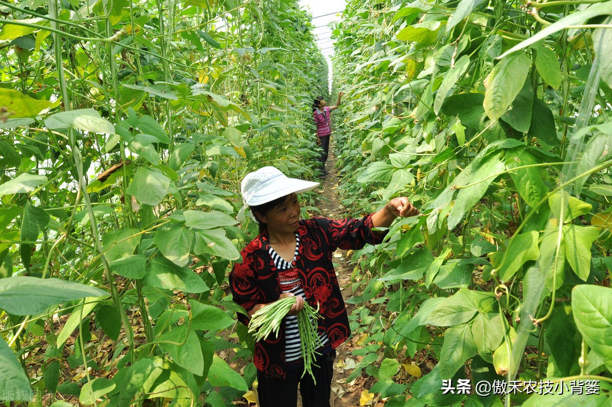 种植技术豆角技术要点_豆角怎么种植技术_豆角种植法