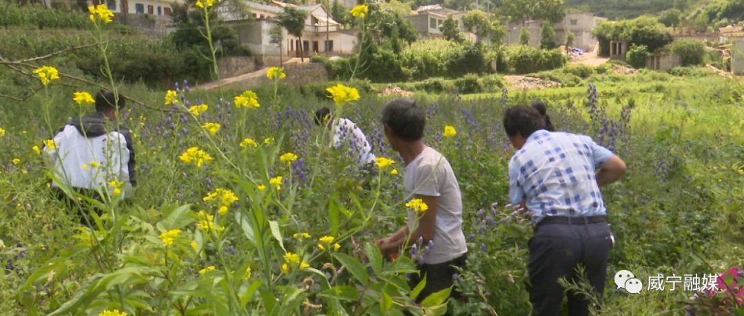 致富种植什么比较赚大钱_靠种植致富的农民_靠什么种植致富