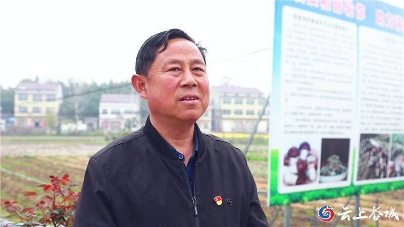 种植致富伞视频_种植致富伞视频_种植致富伞视频