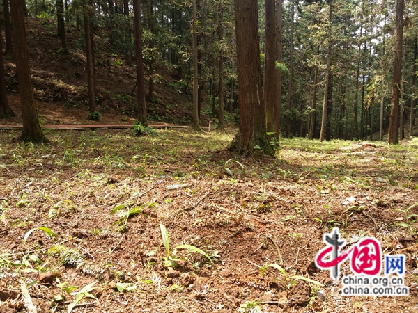 种植白芨前景_致富种植白芨视频_致富种植白芨