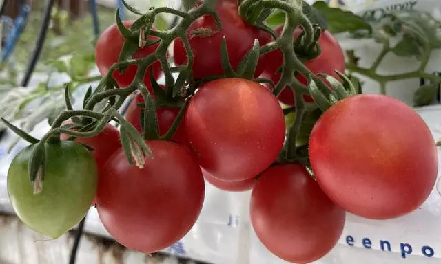 懂种植：小西红柿的种植方法和管理技术