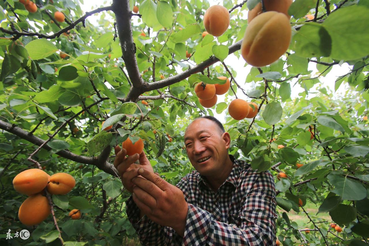 致富松树养殖视频_松树养殖致富_如何养殖松树