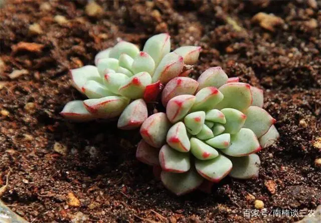 致富种植创业项目_致富种植场_种植啥能致富