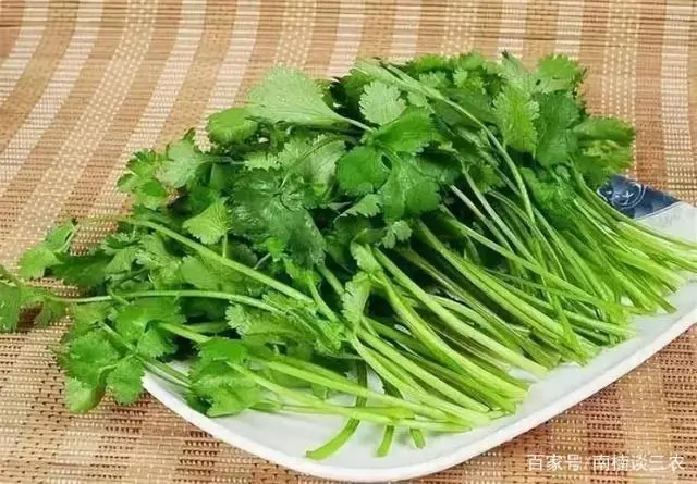 致富种植创业项目_种植啥能致富_致富种植场