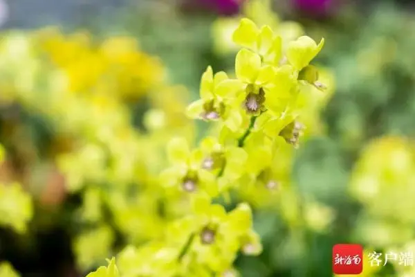 兰花致富经_致富经兰花种植视频_城固种植兰花致富