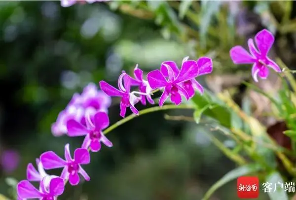 兰花致富经_致富经兰花种植视频_城固种植兰花致富