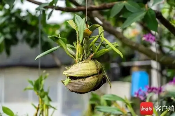 城固种植兰花致富_致富经兰花种植视频_兰花致富经