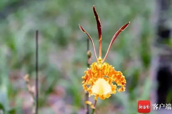 兰花致富经_致富经兰花种植视频_城固种植兰花致富