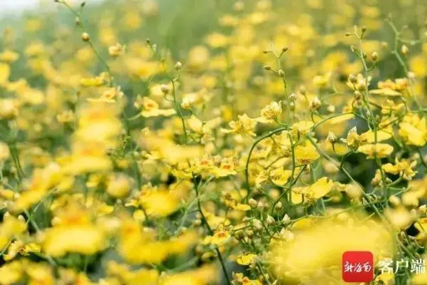 城固种植兰花致富_兰花致富经_致富经兰花种植视频