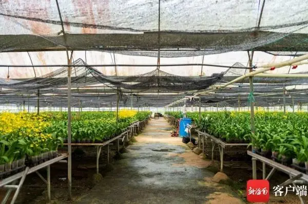兰花致富经_致富经兰花种植视频_城固种植兰花致富