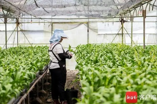 致富经兰花种植视频_城固种植兰花致富_兰花致富经