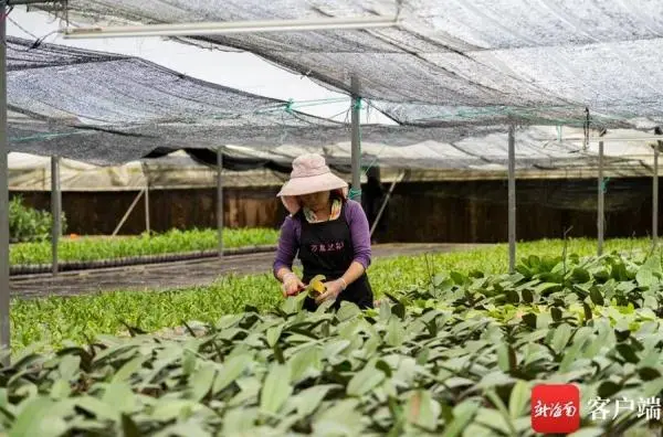 兰花致富经_城固种植兰花致富_致富经兰花种植视频