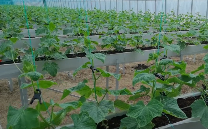 种植青瓜技术与管理_种植青瓜技术_种植青瓜技术要点