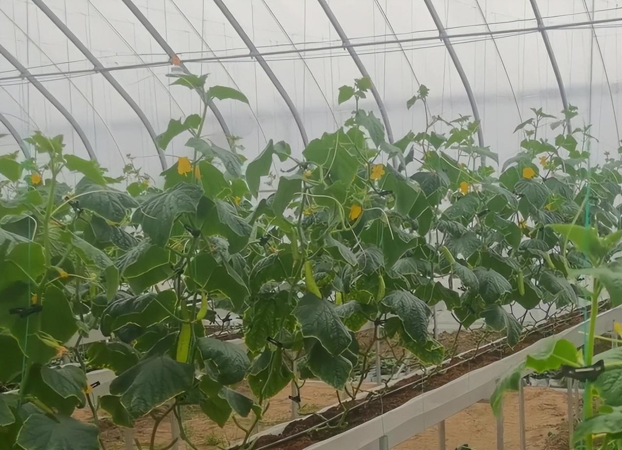 种植青瓜技术_种植青瓜技术要点_种植青瓜技术与管理