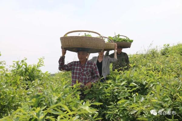 河南南召：柞蚕满山坡，增收有保障