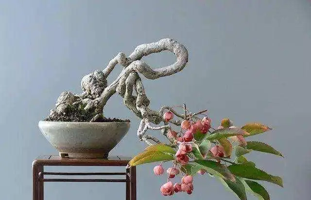 种植盆景技术要点_盆景植物种植方法_盆景种植技术