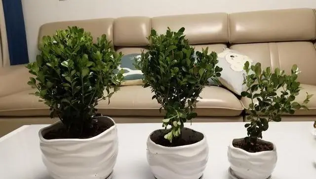 盆景植物种植方法_种植盆景技术要点_盆景种植技术