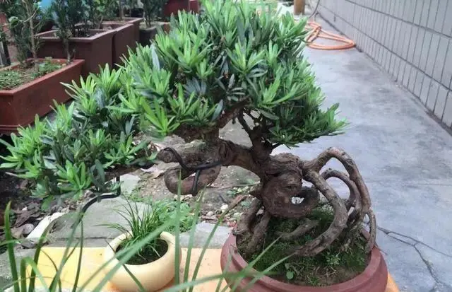 盆景植物种植方法_盆景种植技术_种植盆景技术要点