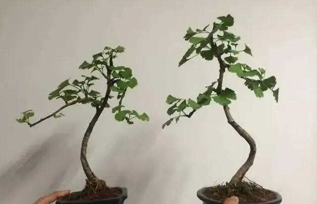 盆景植物种植方法_盆景种植技术_种植盆景技术要点