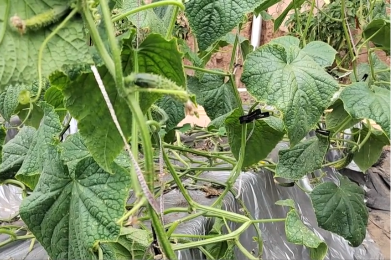 种植青瓜技术_种植青瓜技术与管理_种植青瓜的技术和方法