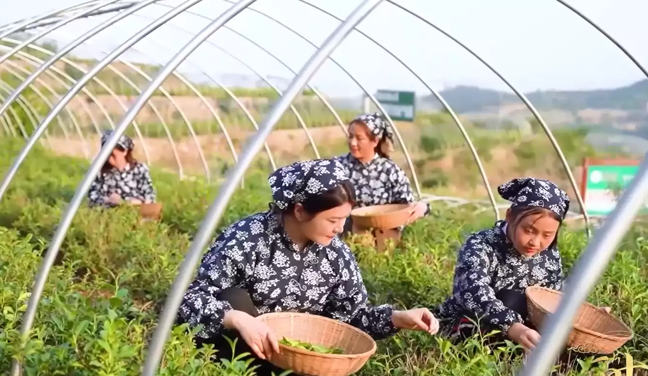 靠什么种植致富_致富种植什么比较赚大钱_种植致富经