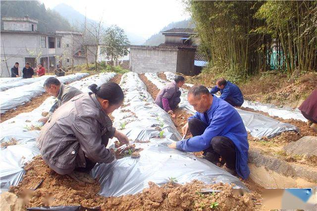 靠什么种植致富_致富种植什么比较赚大钱_种植致富经