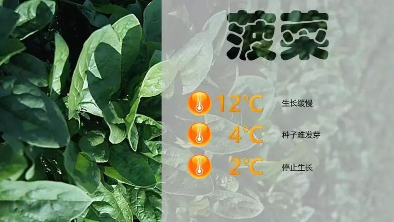 棚栽香椿视频技术_温室大棚香椿种植视频_温室香椿种植技术视频