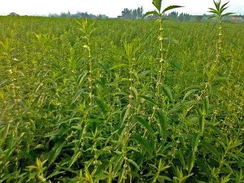 藕种植技术地区有哪些_地藕种植技术_藕的种植技术视频