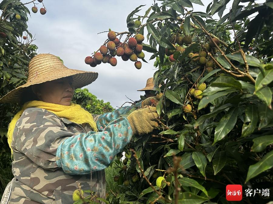 种植致富事例_种植致富故事_致富例子
