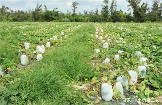 东瓜地村_地冬瓜怎样管理才能高产_地东瓜种植技术