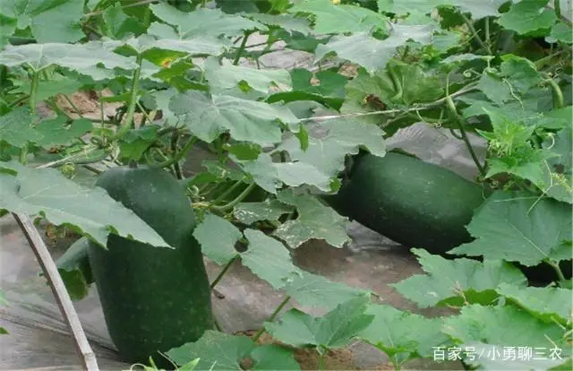 地东瓜种植技术_东瓜地村_地冬瓜怎样管理才能高产