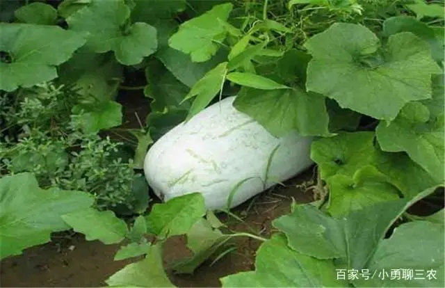 地东瓜种植技术_地冬瓜怎样管理才能高产_东瓜地村