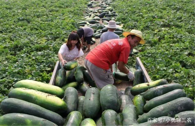 地冬瓜怎样管理才能高产_东瓜地村_地东瓜种植技术