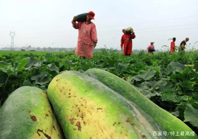 冬瓜在春地栽培技术有哪些要点，你们真的了解吗？