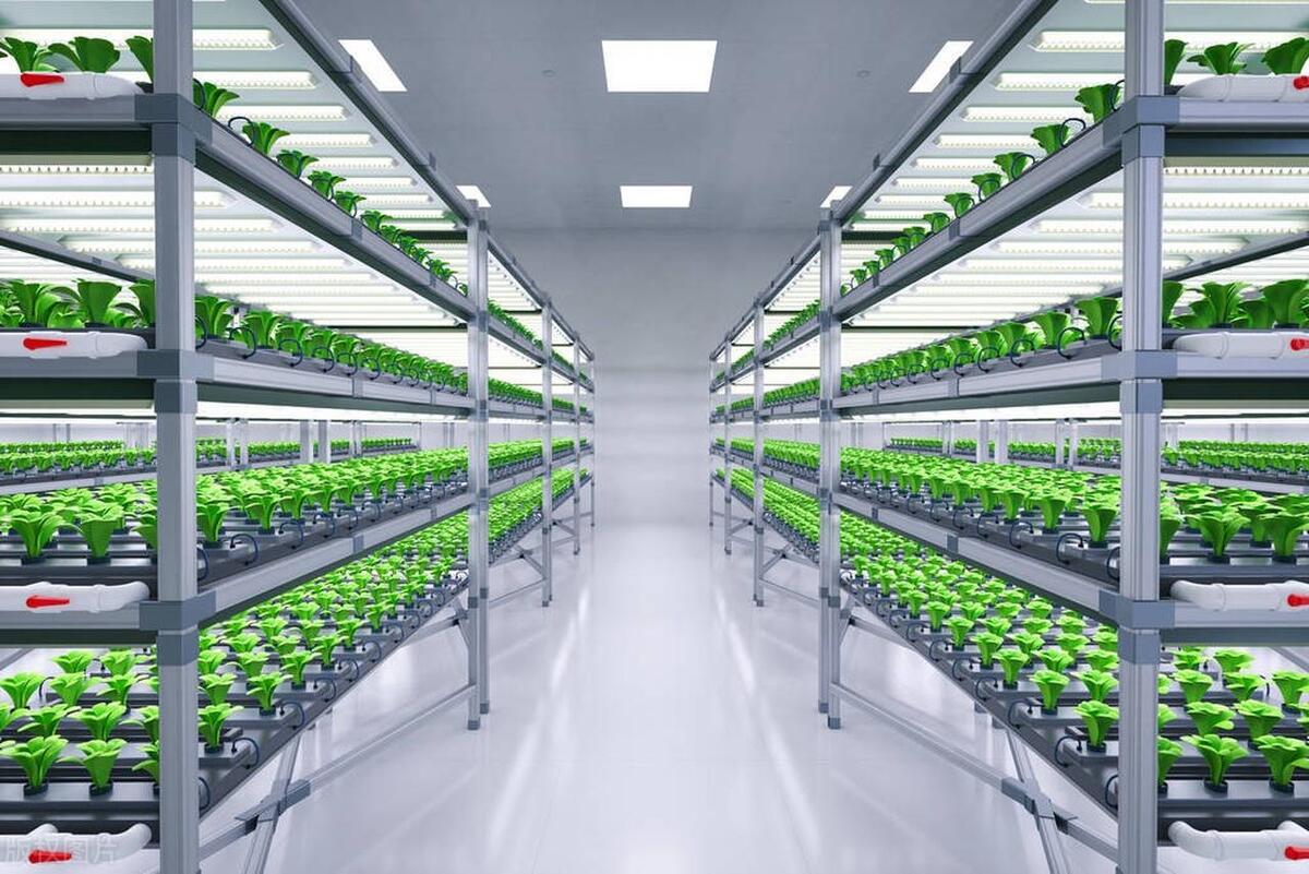 致富例子_种植致富事例_种植致富故事