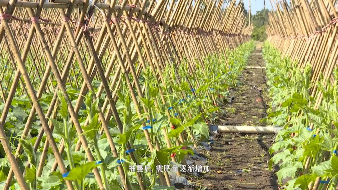 地冬瓜种植_地东瓜种植技术_地冬瓜怎样管理才能高产
