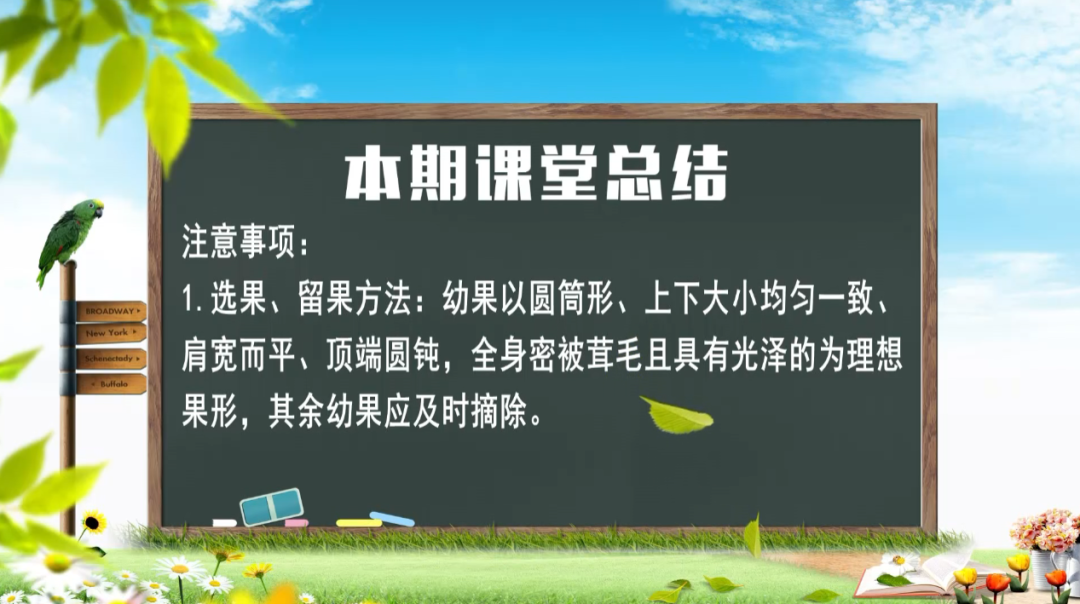 地冬瓜怎样管理才能高产_地冬瓜种植_地东瓜种植技术