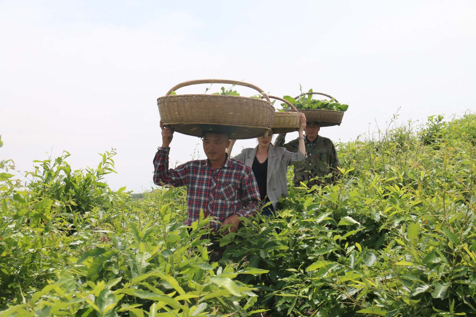 致富经柞蚕养殖视频_柞蚕养殖致富视频_视频致富养殖柞蚕是真的吗