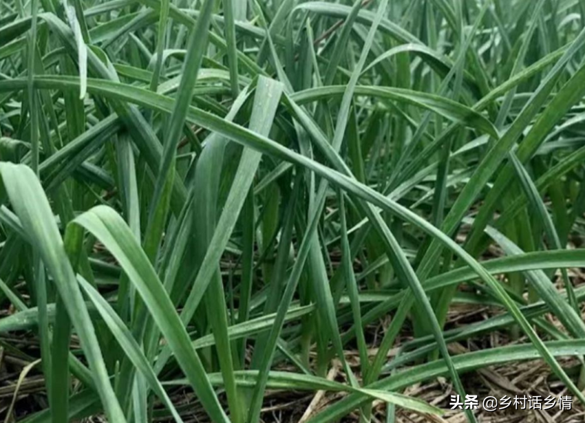 农村种植大蒜前景如何_致富大蒜种植农村图片大全_农村致富种植大蒜