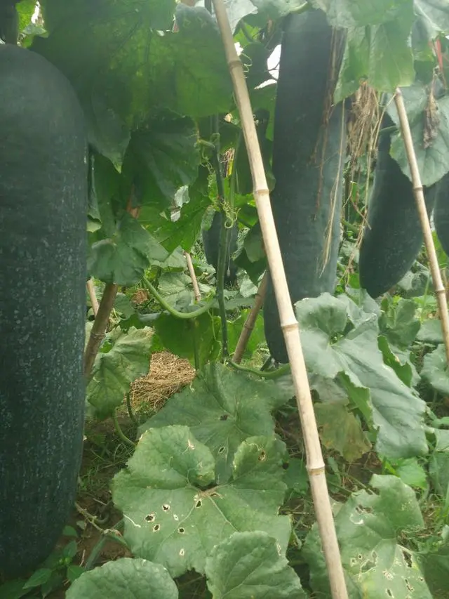 地冬瓜怎样管理才能高产_东瓜栽培技术_地东瓜种植技术