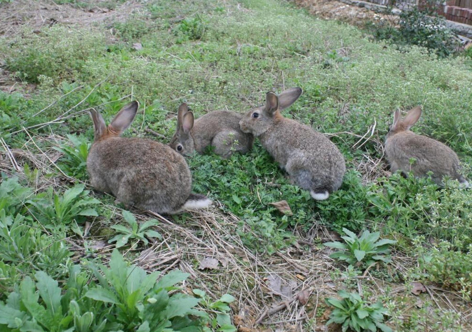 致富经cctv7野兔养殖_致富经野兔养殖视频_致富经养殖兔视频