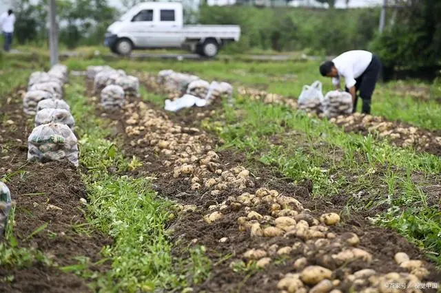 土豆高产种植技术农广天地_土豆高产种植技术全过程_土豆高产种植技术